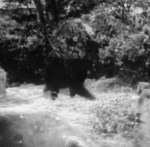 Lassie 'The Bear' episode shots 009